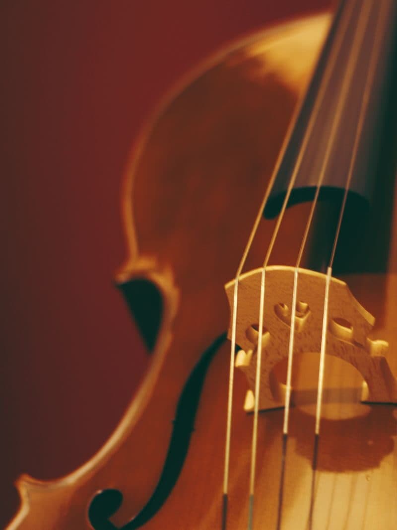 Close-up of a violin's scroll and strings